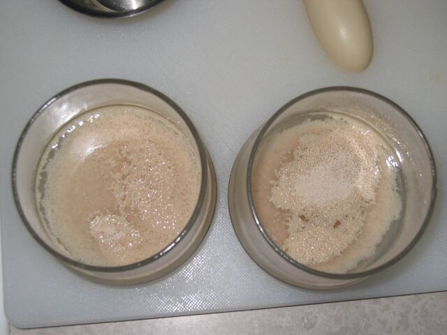 yeast1