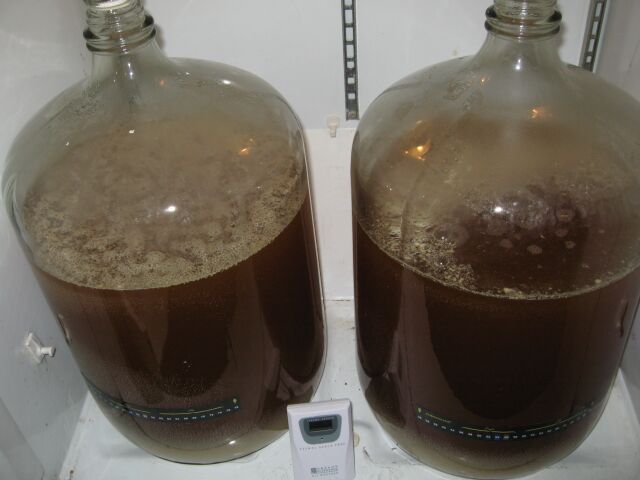 fermenter6