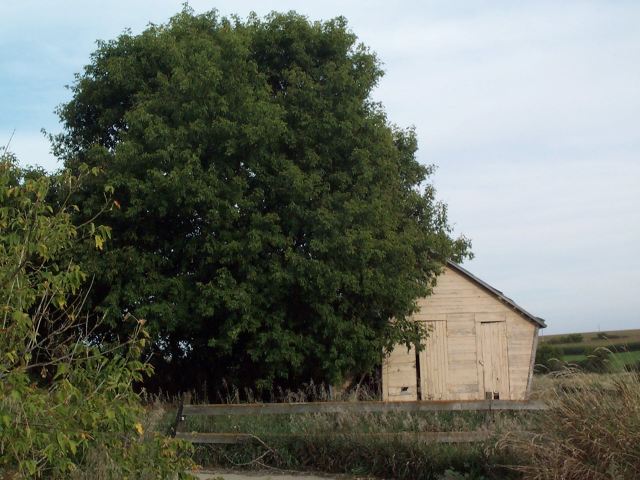 cornCrib1