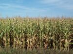 cornField1