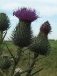 thistle1