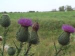 thistle2